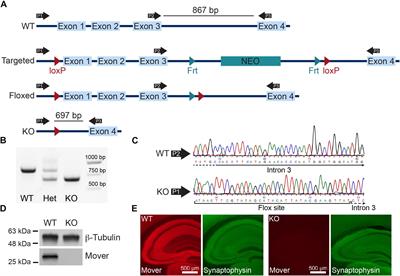 Differential Effect on Hippocampal Synaptic Facilitation by the Presynaptic Protein Mover